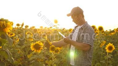 外地商人分析他们的收入。 农艺师研究向日葵的作物。 一个农<strong>民用</strong>平板电脑工作